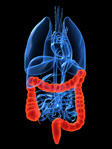 colon-img-small