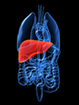 liver-img
